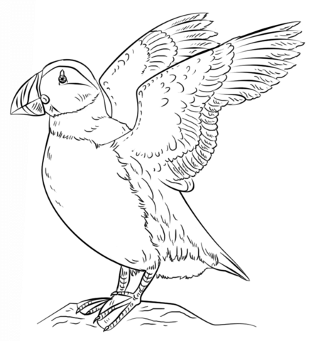 Atlantic Puffin Coloring Page